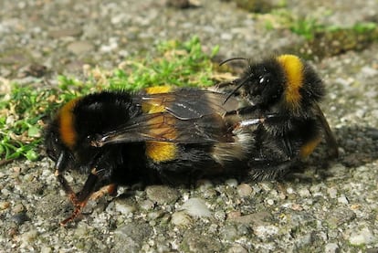 El pesticida sulfoxaflor reduce la descendencia fértil del abejorro común.