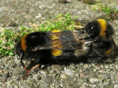 El pesticida sulfoxaflor reduce la descendencia fértil del abejorro común.
