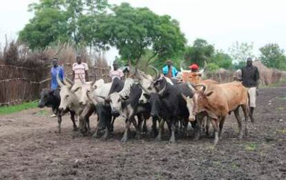 Jóvenes de Sudán del Sur guían el ganado por las calles de Pibor.