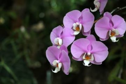 Una orquídea en el orquidario de la ciudad malagueña.