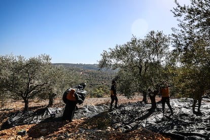 Un grupo de palestinos recolectan las olivas en la localidad de Salfit, en Cisjordania