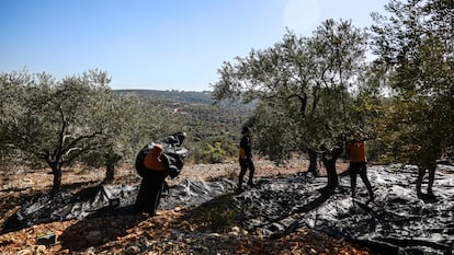Un grupo de palestinos recolectan las olivas en la localidad de Salfit, en Cisjordania, en noviembre de 2023.