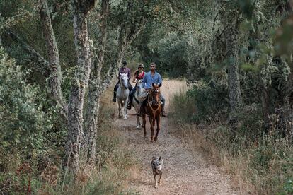 Marco Barba a lomos de una yegua lidera una ruta por un bosque de castaños en Las Médulas, en el Bierzo.