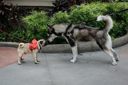 Dos perros interactúan antes de una misa para perros en Eastwood al norte de Manila (Filipinas). 