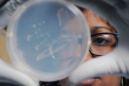 An&aacute;lisis de bacterias en un laboratorio. 