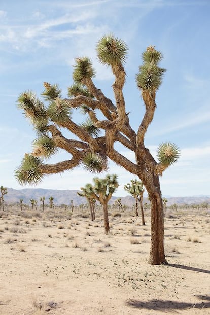 Joshua Tree, uno de los destinos desérticos más buscados.