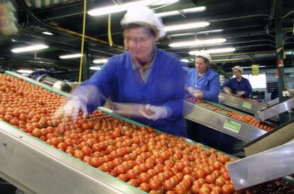 Manipulado de tomate cherry en una cooperativa de Nijar.