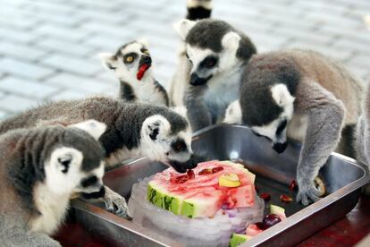 Lemures de cola anillada comen una rebanada de sandía en hielo en un zoológico de Changzhou (China).