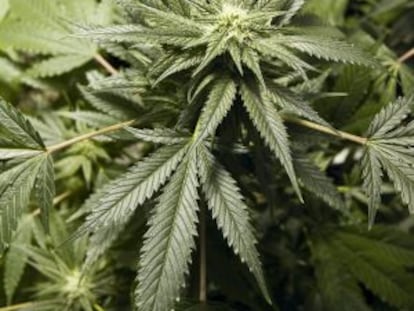 La policía de Seattle publica una guía sobre el uso de la marihuana