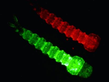 Larvas de mosquitos que expresan una proteína de coloración roja o verde para facilitar su identificación y análisis en el laboratorio.