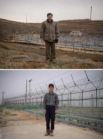Arriba, el gerente de una granja de ginseng Kim Young Guk es retratado en un campo a las afueras de Kaesong, el 30 de noviembre de 2016. Abajo, el surcoreano Hwang In-suk, pequeño agricultor, posa en la zona desmilitarizada entre Corea del Norte y Corea del Sur.