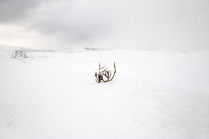 Dankarvågvatn, Laponia Noruega. Marzo 2017.