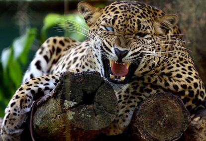 Un leopardo en un zoológico de Dehiwala (Sri Lanka).