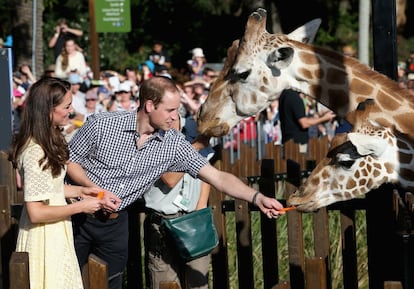 En 2014, los duques de Cambridge hicieron una visita oficial en Sidney, Australia. Una vez allí aprovecharon para ir al Zoológico Taronga y alimentar a los animales del lugar. En la fotografía se puede ver a la pareja junto a dos jirafas.
