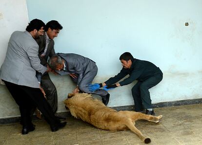 Un trabajador del zoo de Kabul intenta separar a un hombre que está siendo atacado por un león, el 18 de marzo de 2014.