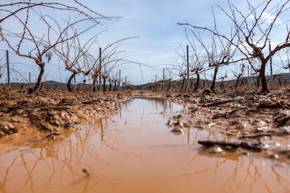 Viñedos afectados por el granizo y las fuertes lluvias en Requena (Valencia), el 18 de septiembre.