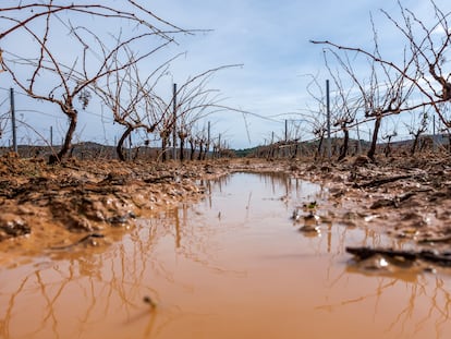 Viñedos afectados por el granizo y las fuertes lluvias en Requena (Valencia), el 18 de septiembre.