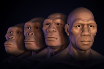 D'esquerra a dreta, reconstrucció de la cara d'un 'Australophitecus', un 'Homo habilis', un 'Homo erectus' i un 'Homo sapiens'.