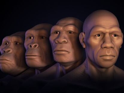 De izquierda a derecha, reconstrucci&oacute;n de la cara de australopiteco, &#039;Homo habilis&#039;, &#039;Homo erectus&#039; y &#039;Homo sapiens&#039;