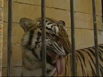 Siete tigres se escapan de un zoológico de Gran Canaria