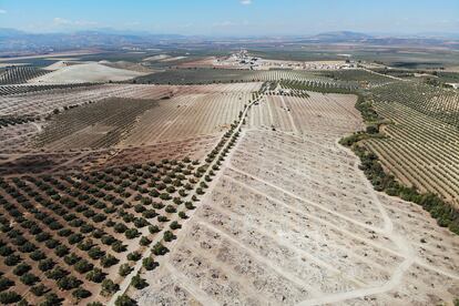 Vista aérea de los terrenos, ya con los olivos arrancados, donde se instalará una de las plantas proyectadas de energía solar en Cartaojal (Málaga).