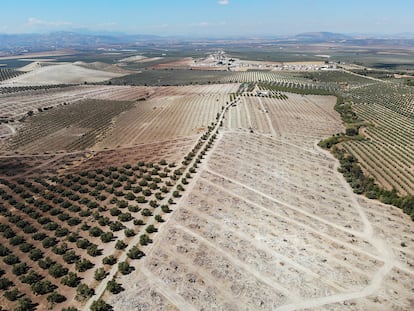 Vista aérea de los terrenos, ya con los olivos arrancados, donde se instalará una de las plantas proyectadas de energía solar en Cartaojal (Málaga).