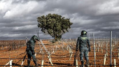 En la imagen, miembros del Seprona buscan entre los campos de viñedos posibles infraestructuras de riego camufladas o escondidas.