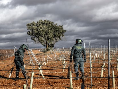 En la imagen, miembros del Seprona buscan entre los campos de viñedos posibles infraestructuras de riego camufladas o escondidas.