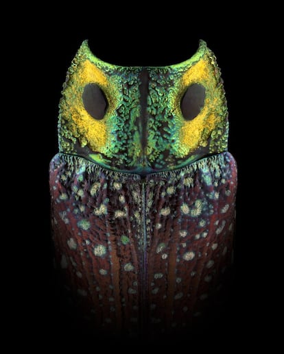 <p>'Pepia' (Lampropepla rothschildi).</p> <p><b>Esta máscara é um inseto</p></b> <p>Observar e exaltar a beleza da natureza é o objetivo do fotógrafo francês Pascal Goet. Fascinado desde a infância pelos seres vivos, o artista analisa seu ambiente meticulosamente e descobre em insetos um mundo maravilhoso de formas, texturas e cores. De besouros a insetos comuns ou exóticos, eles ganham uma nova vida diante da lente de Goet, que os retrata aprimorando cada detalhe de sua carapaça. Sua aparência real é turva e eles se tornam personagens antropomórficos com sua própria personalidade. "Mistro é um garoto engraçado com óculos de sol, Canthus é muito colorido e alegre, Cornis parece um bandido mascarado e Aureus é simplesmente lindo." É assim que o autor descreve alguns de seus favoritos. Goet estudou a flora e a fauna da Malásia, Quênia, Bornéu, Peru, Índia, Zâmbia e Zimbábue. Graças à colaboração de museus e coleções particulares, ele conseguiu fotografar exemplares excepcionais. Em seu projeto Pareidolia, o fotógrafo compila uma seleção de fantásticos retratos de insetos de diferentes espécies. Uma experiência visual hipnótica em que o espectador pode ver rostos onde não há nenhum. A maioria está dissecada, mas alguns, como Pyrro, estavam vivos durante a sessão de fotos. Goet luta para capturar as características naturais de cada assunto que ele fotografa. Brinca com luzes e sombras respeitando as cores e formas autênticas de cada uma delas. "O simbolismo humano nesta série de máscaras imaginárias é uma ponte cultural entre o nosso mundo e o dos insetos. Uma reflexão sobre a beleza e a necessidade de preservar a natureza". Em sua série sobre máscaras, o autor identifica seus protagonistas com seu próprio nome. Eles vêm principalmente do nome científico do latim. É assim que ele apresenta Rhina, da família Stephanorrhina guttata, ou Gocepha, da Tragocephala variegata. Uma exceção é o chamado Faber, que é uma reminiscência das joias em forma de ovo que Carl Fabergé projetou para os czares russos entre 1885 e 1917 e que são considerados obras-primas de joalheria. O Musée des Confluences de Lyon expõe oito peças da série Mask & Totem até 28 de junho de 2020. </p>