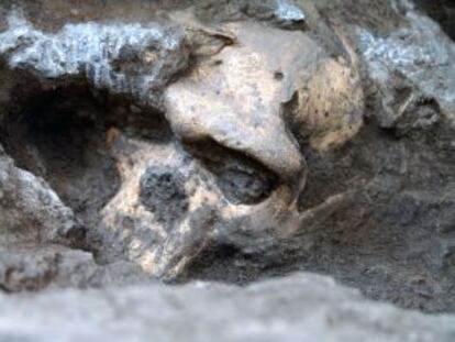 El cráneo número 5 de Dmanisi en el yacimiento.