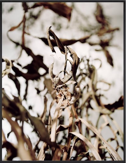 Joachim Koester, 'Violin Mantis', 2015.