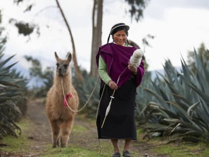 Los indígenas quichua, de Ecuador, vuelven a criar llamas, alpacas y vicuñas, animales menos nocivos para el ecosistema que las ovejas.