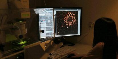 Una técnico observa al microscopio confocal, una muestra de un corte raíz de Convallaria majalis en el Servicio de Microscopía Óptica y Confocal. Este servicio proporciona asistencia y formación en aplicaciones de Microscopía Óptica a los grupos de investigación pertenecientes al Centro de Biología Molecular Severo Ochoa.