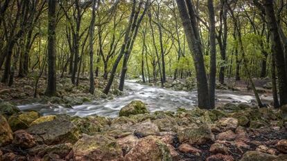 Un encinar en la localidad de Campanet (Mallorca).