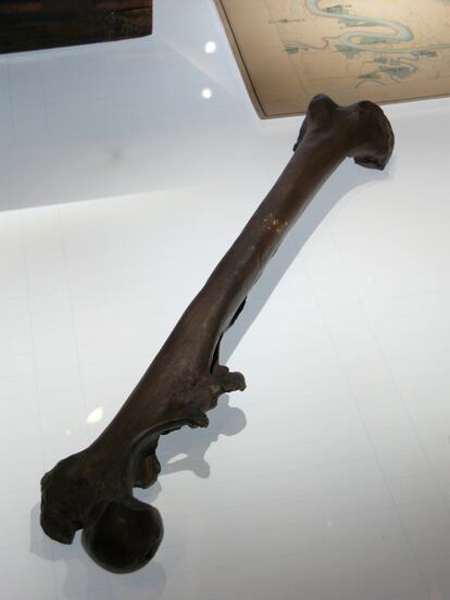 Fémur de 'Homo erectus' encontrado en la Isla de Java y expuesto en Leiden.