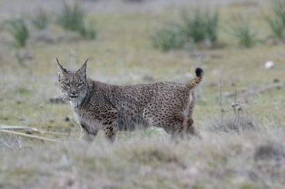 Un lince liberado en la zona de las Guarrizas, Jaén.