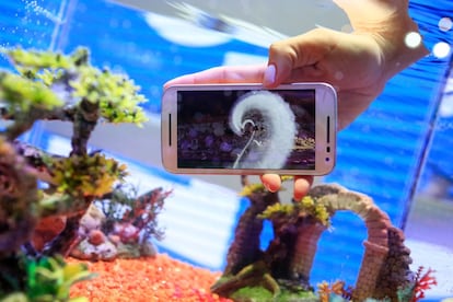 A worker holds a Moto G mobile phone, manufactured by Lenovo Group Ltd., in a fish tank at the Mobile World Congress in Barcelona, Spain, on Monday, Feb. 22, 2016. Mobile World Congress, an annual phone-industry event organized by GSMA Ltd., runs from Feb 22 to Feb 25. Photographer: Pau Barrena/Bloomberg