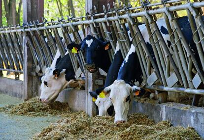 Vacas comiendo el bagazo en La Fageda (Girona).