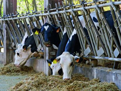 Vacas comiendo el bagazo en La Fageda (Girona).