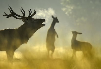 Los parques y jardines que adornan Londres son una fuente de sorpresas. Uno de los menos conocidos por los turistas es Richmond Park, a 16 kilómetros al oeste del centro y el mayor espacio verde de la ciudad. Este antiguo cazadero de la corona conserva su aire montaraz: desde 1520 cuenta con una población fija de más de 600 gamos y ciervos salvajes, como el ciervo macho que brama junto a dos hembras en la fotografía, tomada el pasado 2 de octubre durante la berrea. En España, este espectáculo otoñal se puede disfrutar en lugares como Cazorla, Monfragüe o, a un paso de Madrid, el monte del Pardo.