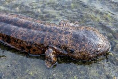 Una salamandra gigante en Kioto (Japón).