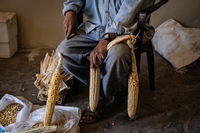 Carlos Elías, productor de maíz en la comunidad de Coapan, en Nayarit