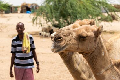Los camellos se dirigen a una fuente de agua en la aldea de Abdigeedi, en el noroeste de Somalilandia.