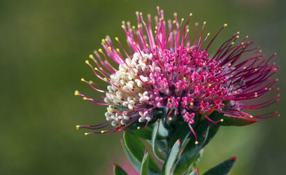 La Regin Floral de El Cabo, en Sudfrica, es una de las zonas ms ricas del mundo en cuanto a diversidad vegetal. Hay en torno a 9.000 especies de plantas, de las cuales 70% son endmicas. La zona es patrimonio mundial desde 2004, aunque en 2015 se ha ampliado su proteccin. En la imagen, Leucospermum erubescens fotografiada en la zona de Swartberg.