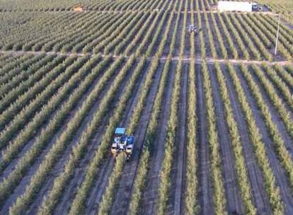 SOS Koipe compró el año pasado el 50% de Todolivo, dedicada al desarrollo de nuevas plantaciones.