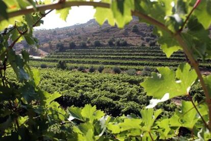 Vineyards in Priorat (Tarragona), with the town of Porrera in the background.