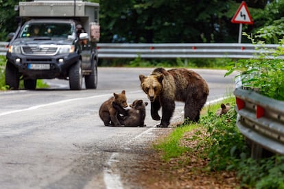Dos osos pardos en los Cárpatos de Rumania, en una imagen de archivo.