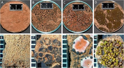 Las costras biolgicas pueden ser muy variables. Estas imgenes muestran tres biocostras diferentes, con un primer plano a continuacin. Desde la izquierda: suelo desnudo sin biocostra (A,E); una biocostra dominada por cianobacterias y lquenes (B,F); una biocostra dominada por diferentes lquenes (C,G); una biocostra dominada por musgos (D,H).