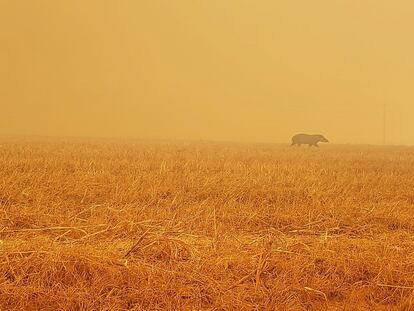 Anta foge de incêndio em Paranatinga, no Mato Grosso.