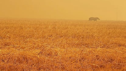 Anta foge de incêndio em Paranatinga, no Mato Grosso.